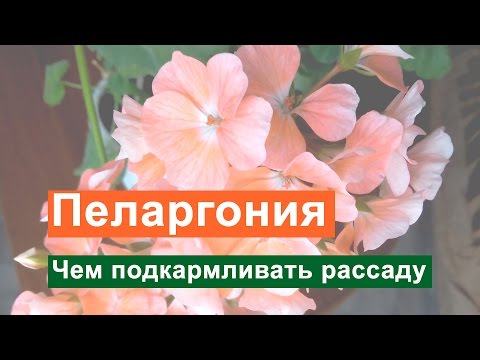 Pelargonium - soins et reproduction à la maison