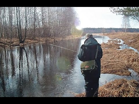 How to catch crucian carp on a fishing rod - anglers tips