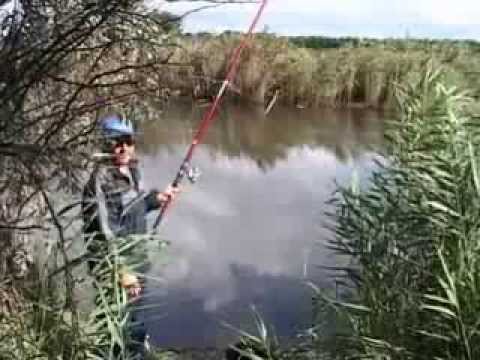 How and what to catch carp? Habits, bait, video