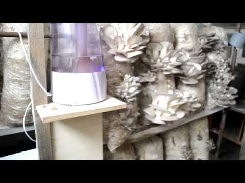 Oyster mushrooms - cooking recipes, benefits, how to grow