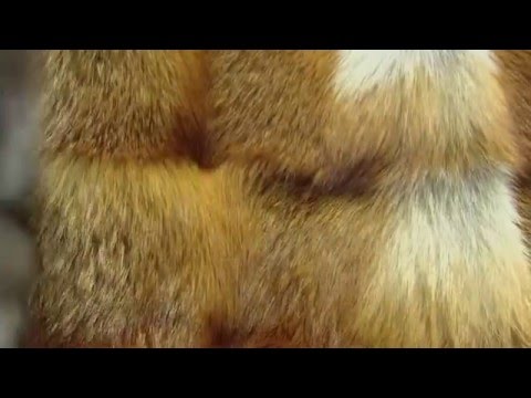 Comment nettoyer un manteau de fourrure de fourrure de castor et de lapin