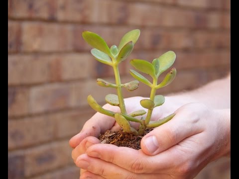 How to care for a money tree at home