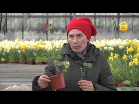 Pelargonium - soins et reproduction à la maison