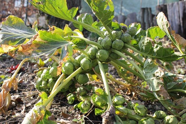 Photo of a swing of brussels sprouts