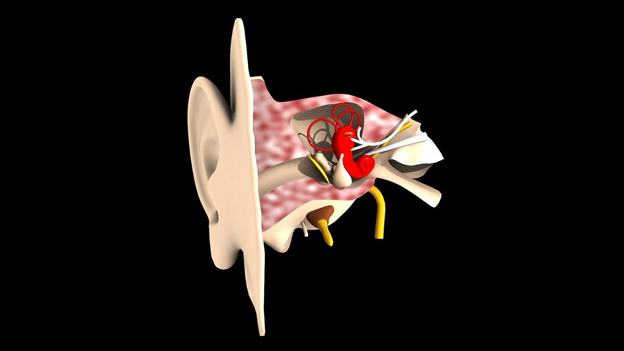 The structure of the ear canal of a person