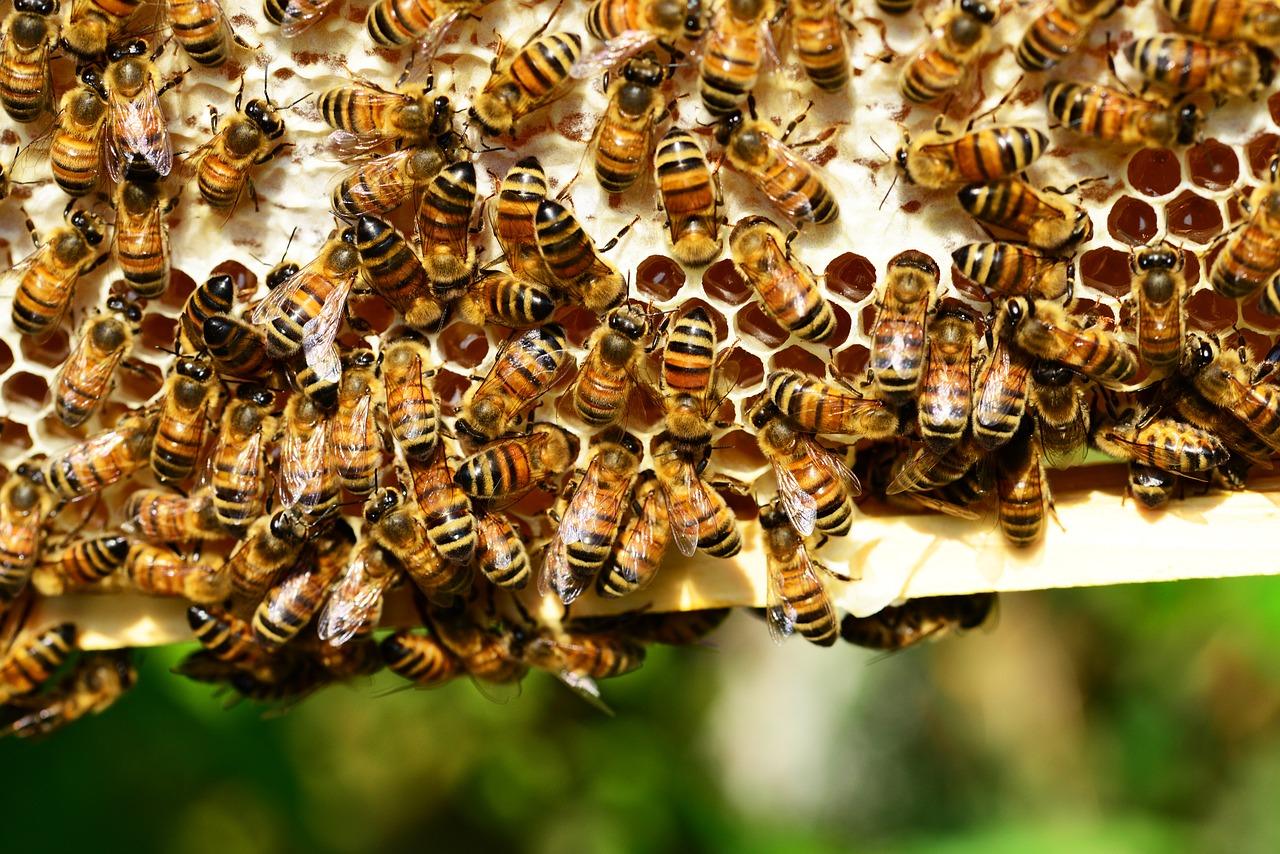 Les abeilles font du vrai miel dans les rayons de miel.