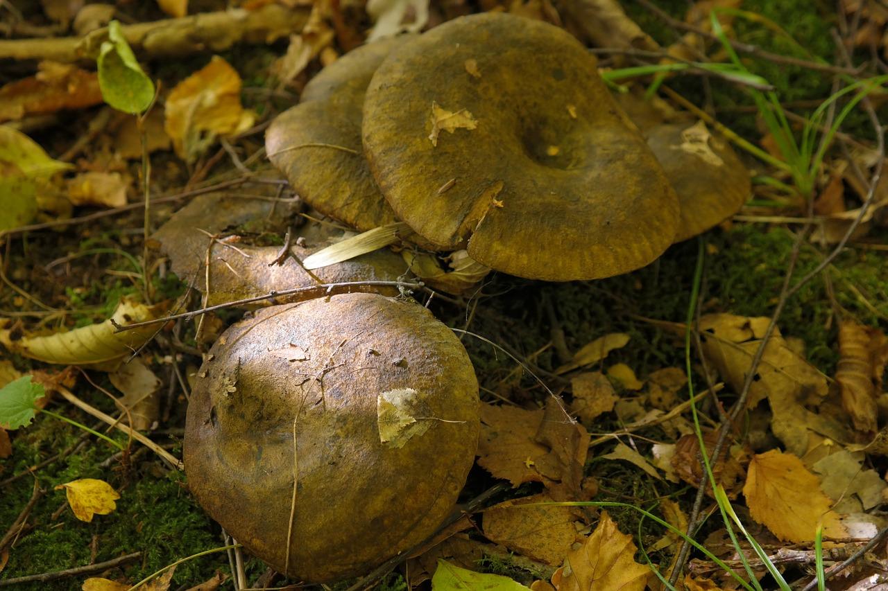 Photo of mushrooms