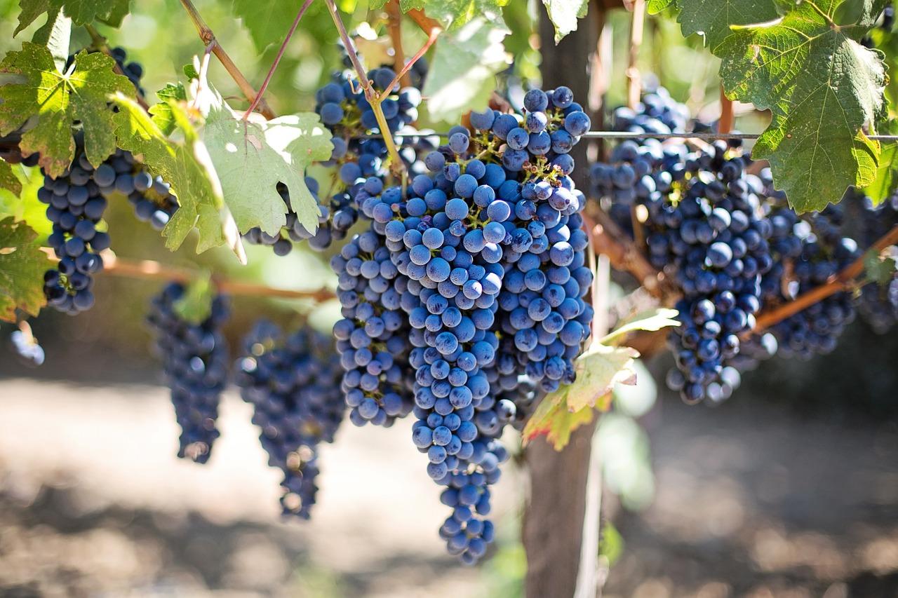 Grapes - the basis for chacha at home