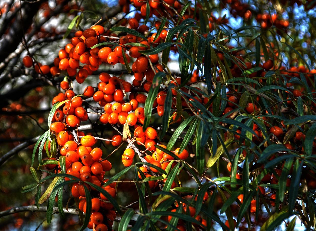 Photo of a tree and berries of sea buckthorn