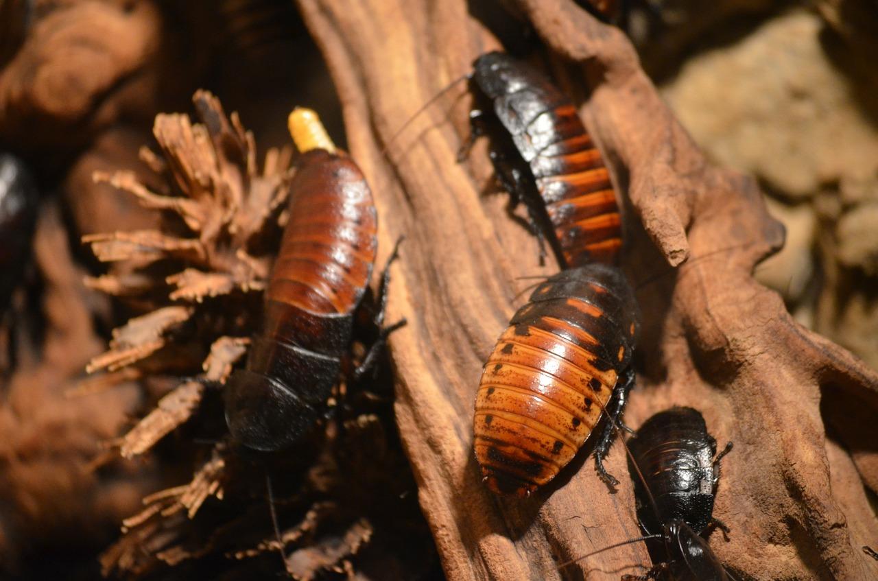 Photo of large american cockroaches