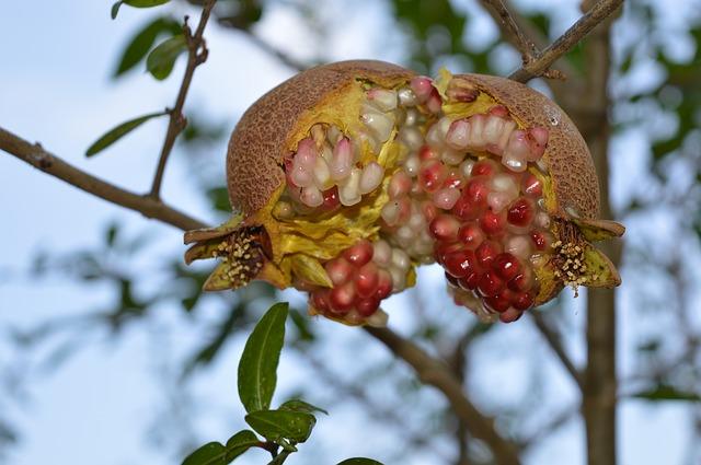 Photo of unripe pomegranate