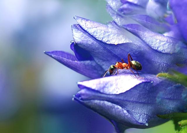 Photo of ant in flower