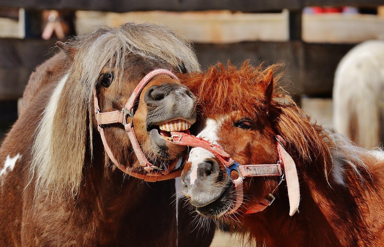 Photo de chevaux joyeux et gentils