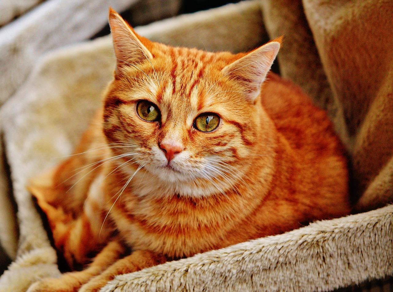 Beautiful ginger cat