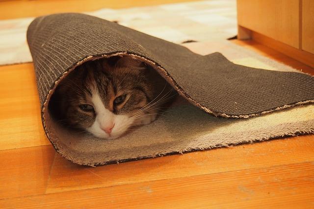 Photo of a cat in a carpet