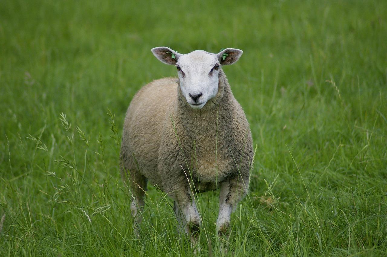 Farm sheep