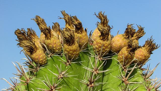 Dry cactus flowers