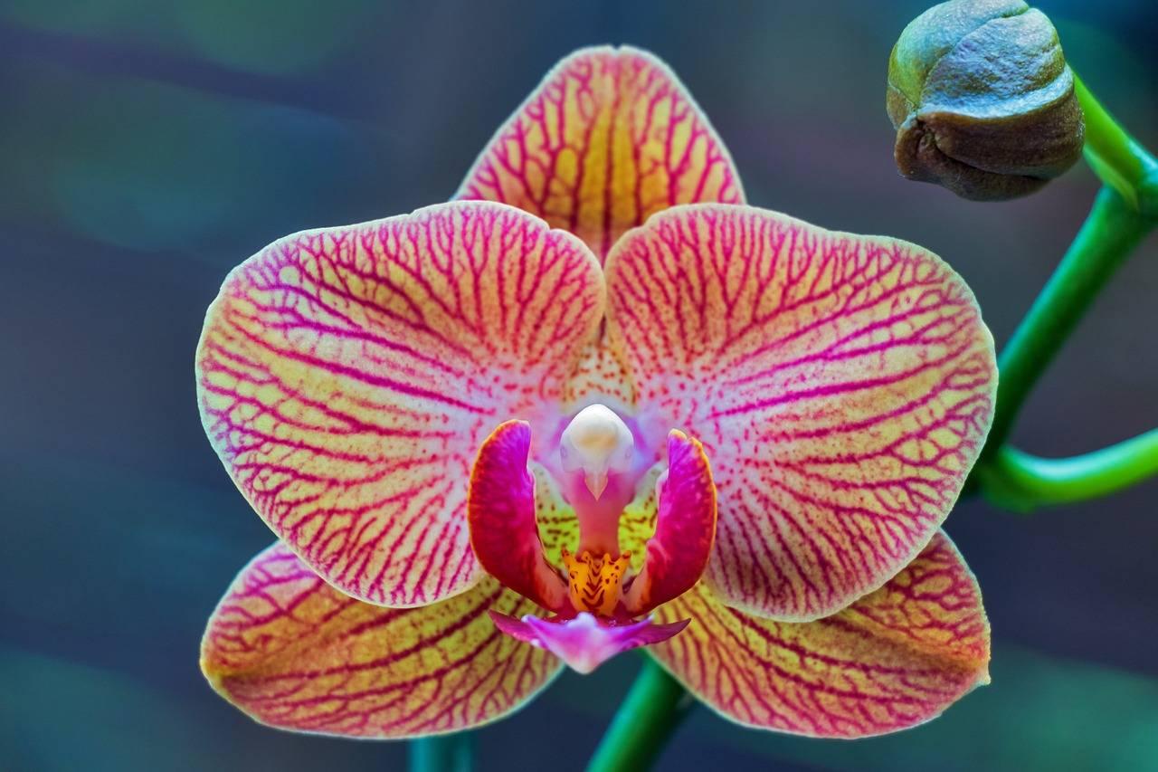 We plant an orchid phalaenopsis at home