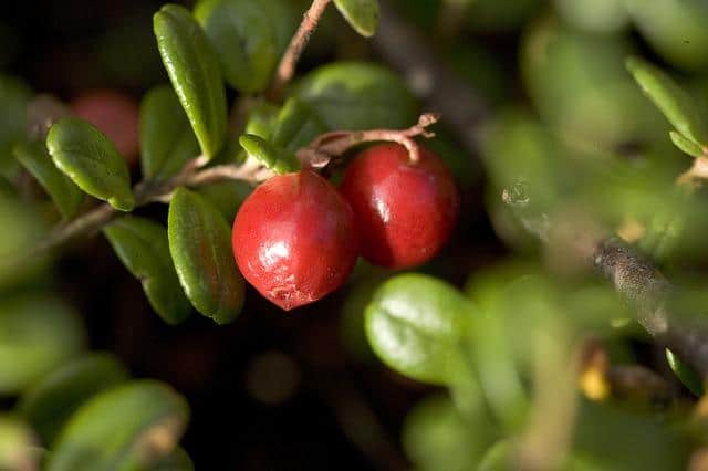 Lingonberry on a branch