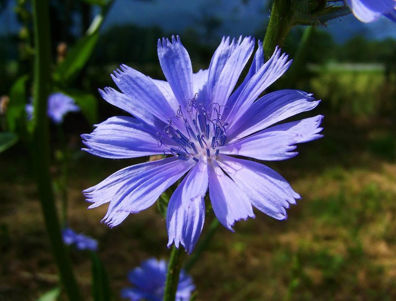 Chicory benefit and harm