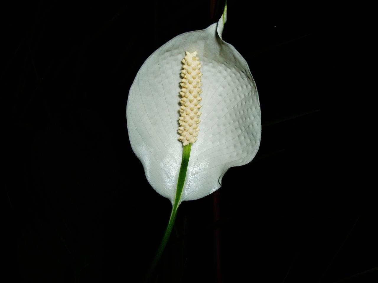Home care for spathiphyllum