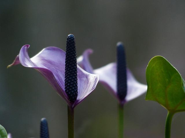 Purple spathiphyllum inflorescence