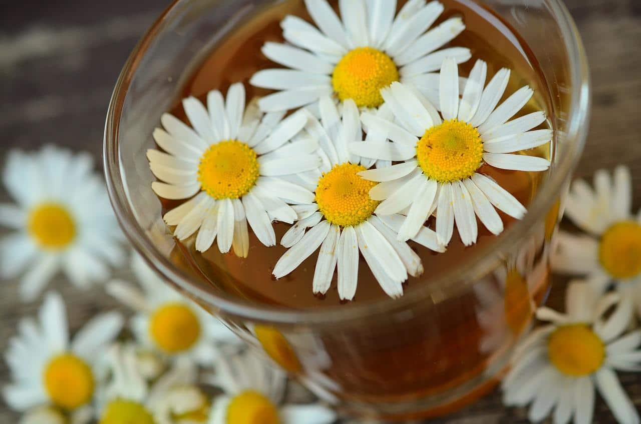 The benefits and harms of chamomile