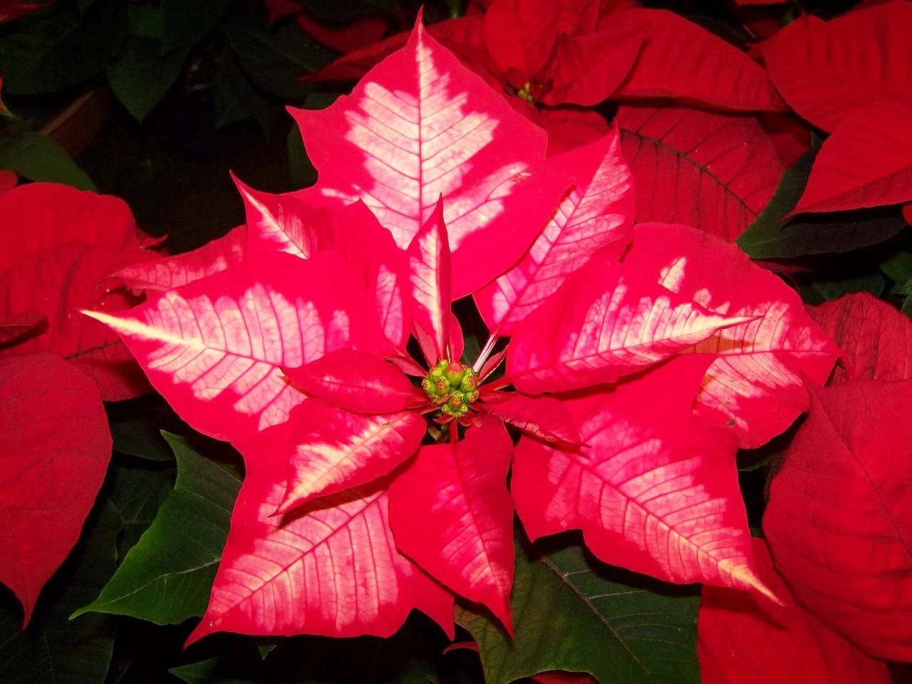 Close-up photo of a poinsetia