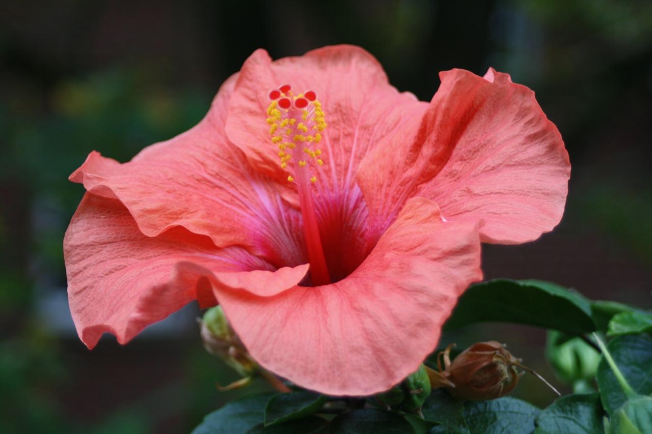 Photo de fleur d'hibiscus