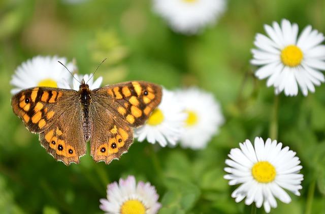 Butterfly on a camomile