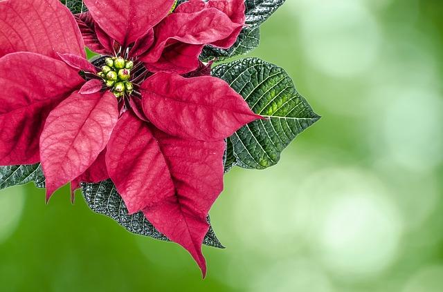 Pink Poinsettia Inflorescence