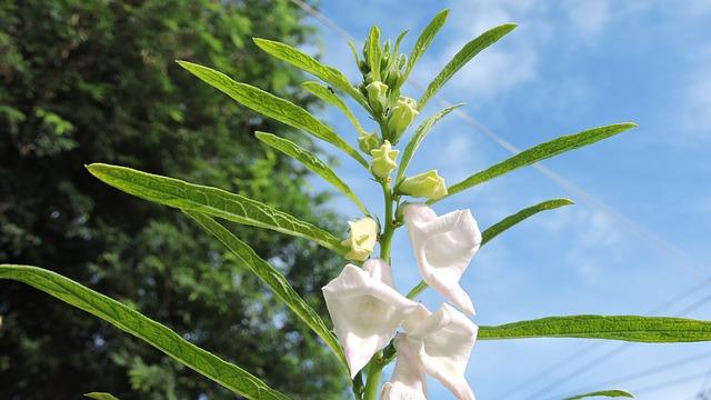 Flowering sesame plant