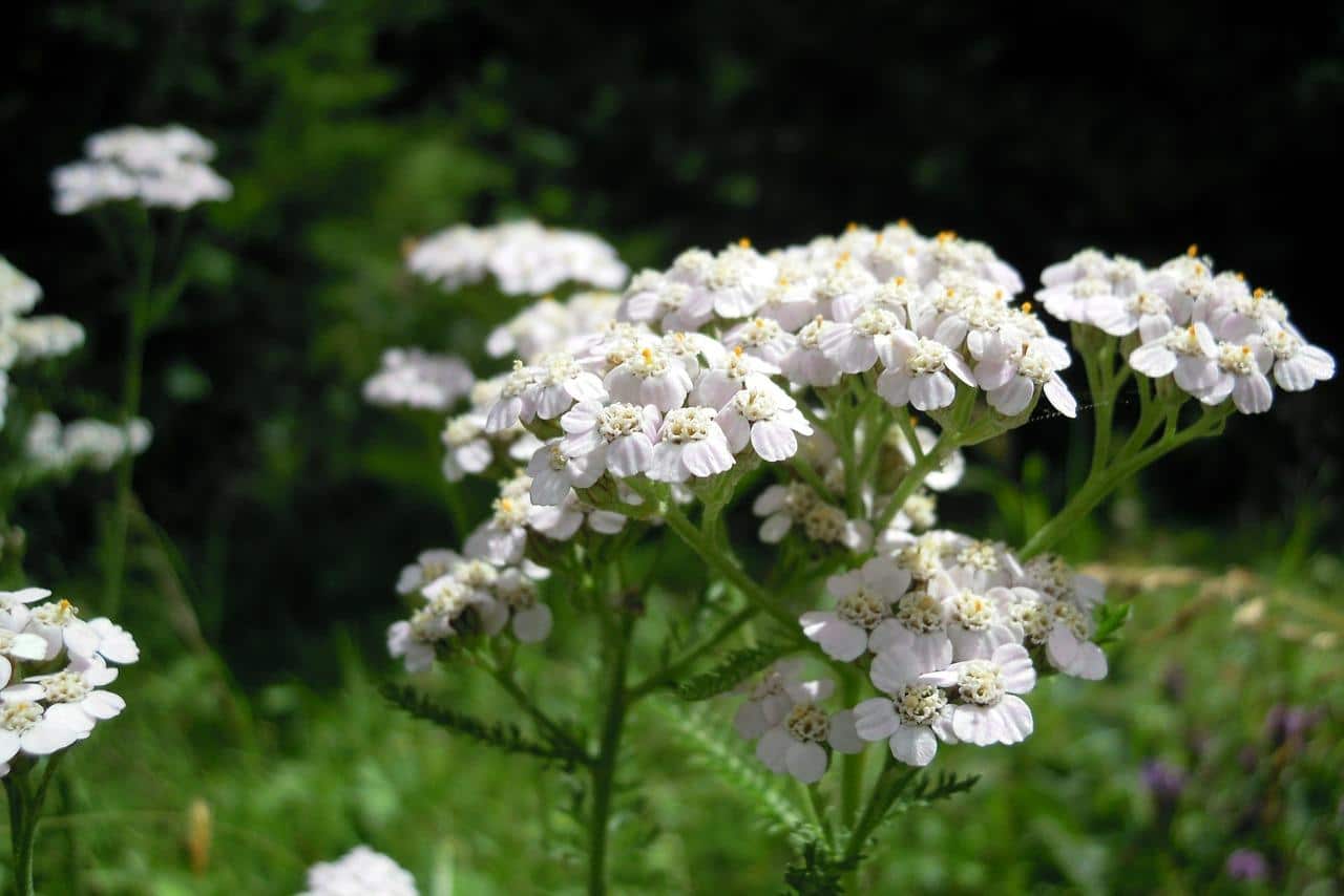 Photo of the yarrow inflorescence