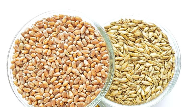 Pearl barley - benefits and harms