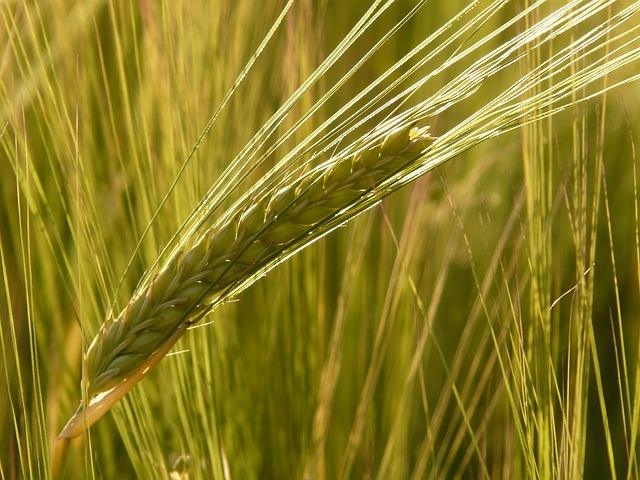 Photo of ripe ears of barley
