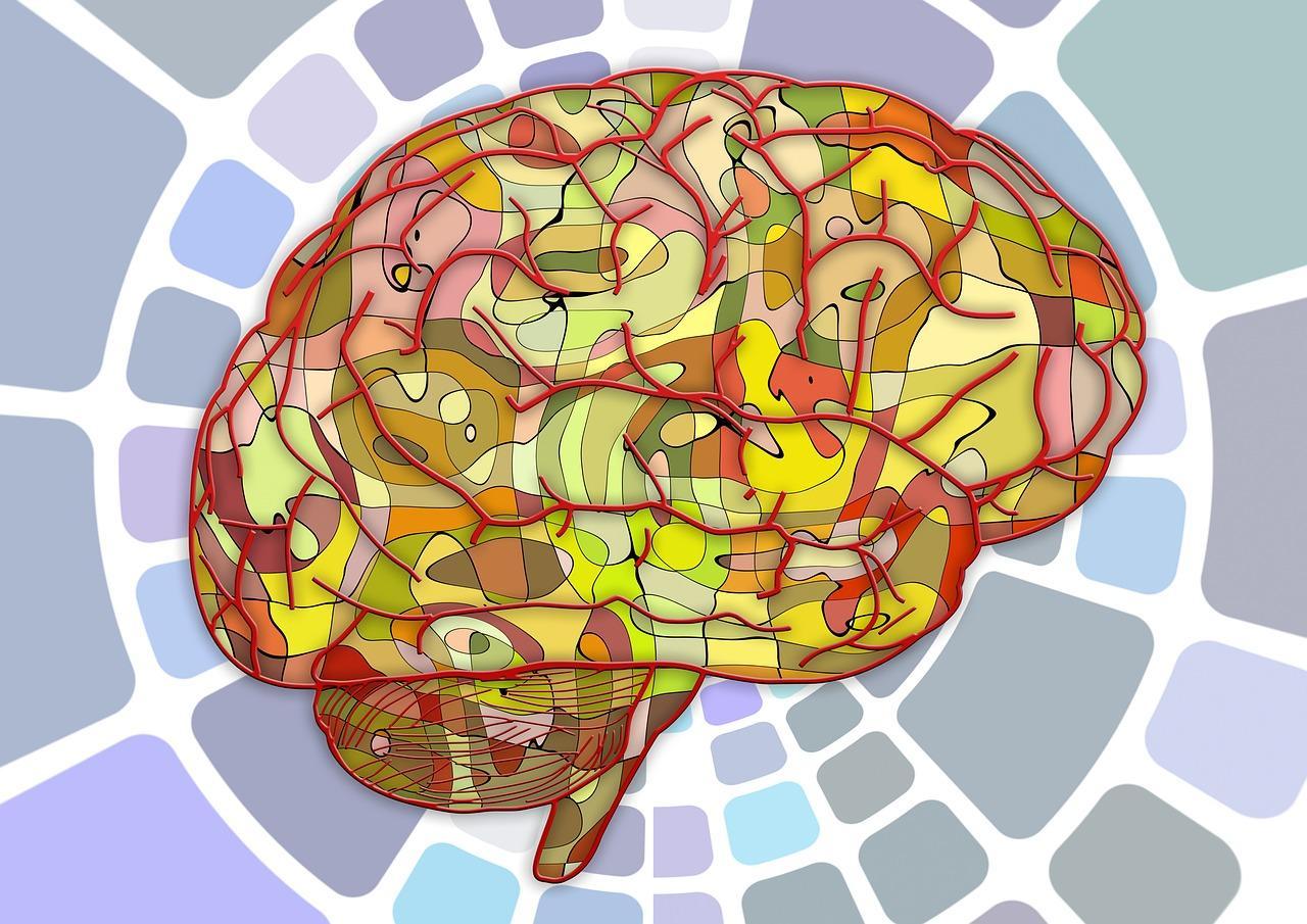 Photo colorée d'un cerveau humain