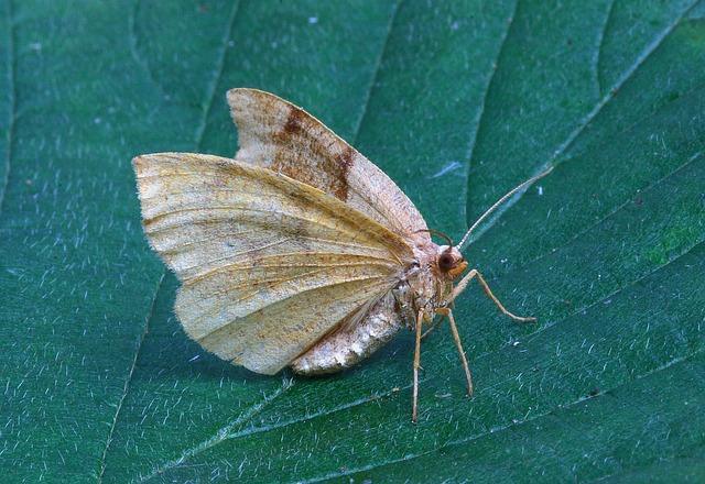 Photo of domestic moth