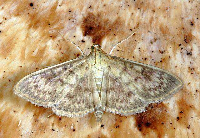 Beautiful photo of domestic moth