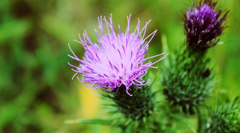 Milk thistle indications and contraindications