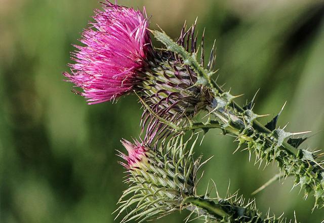 Thistle inflorescence close-up