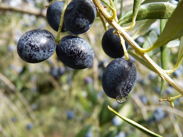 Branch of ripe olives