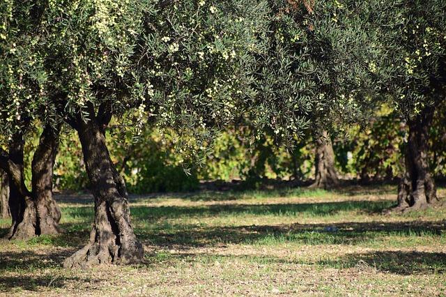 Olive plantation