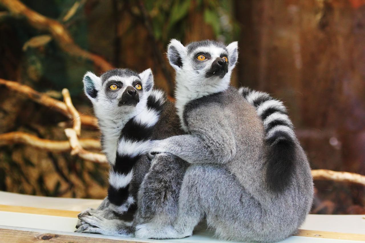 Where do lemurs live?
