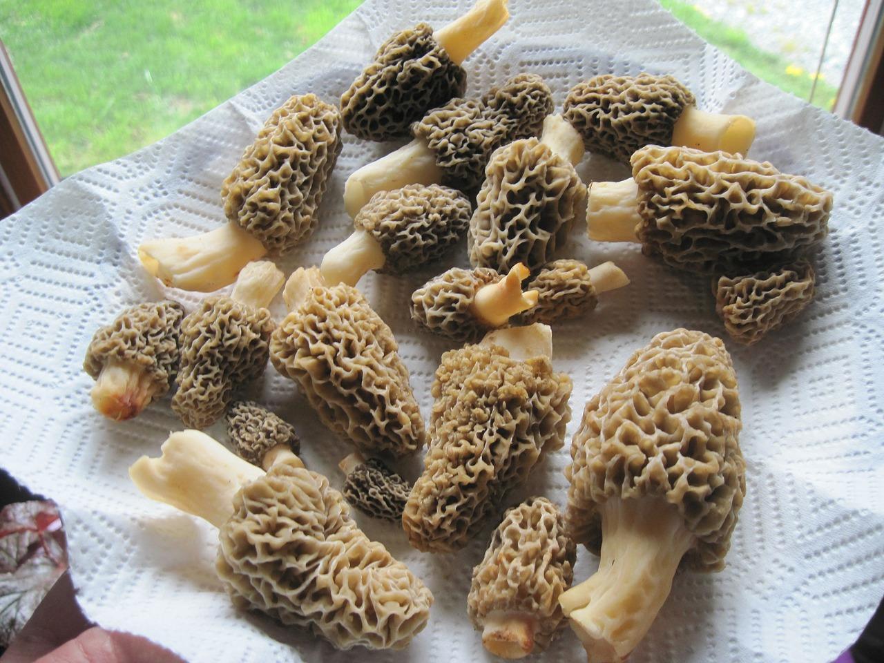 How to cook mushrooms stitches and morels