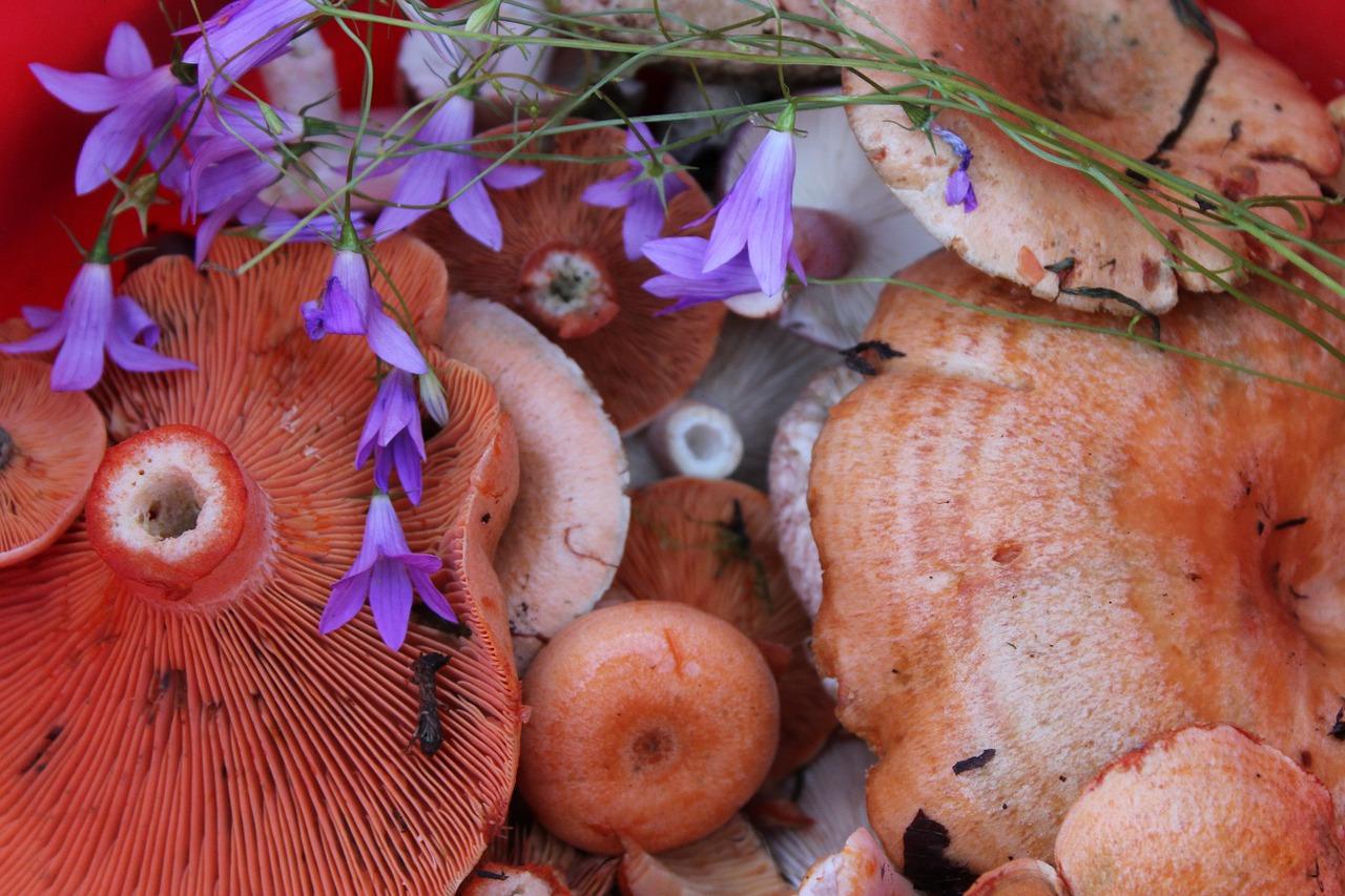 How to salt mushrooms mushrooms