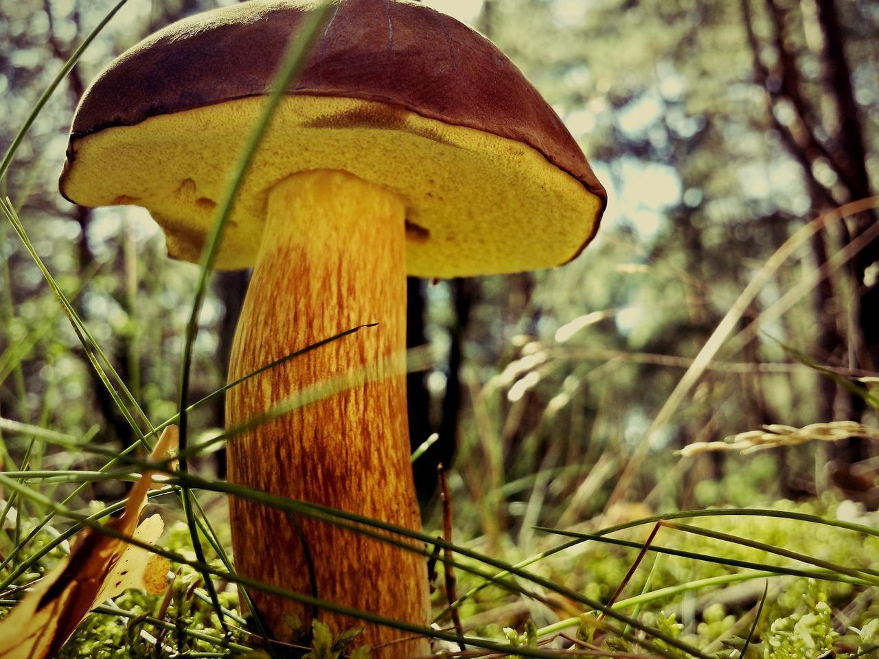 How to cook mushroom mushroom