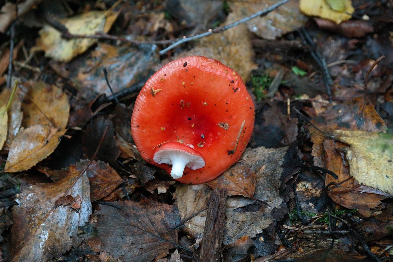 How to salt russula for the winter