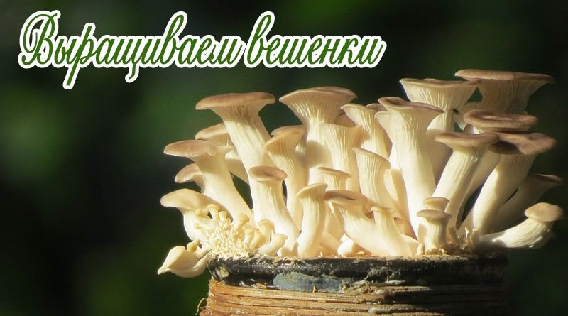 Oyster mushrooms at home