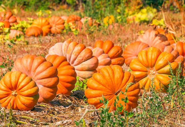 Photo of pumpkins on a farm