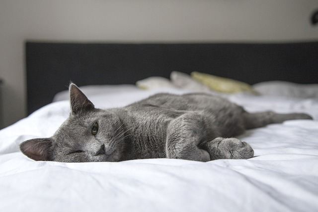 Cat on the mattress